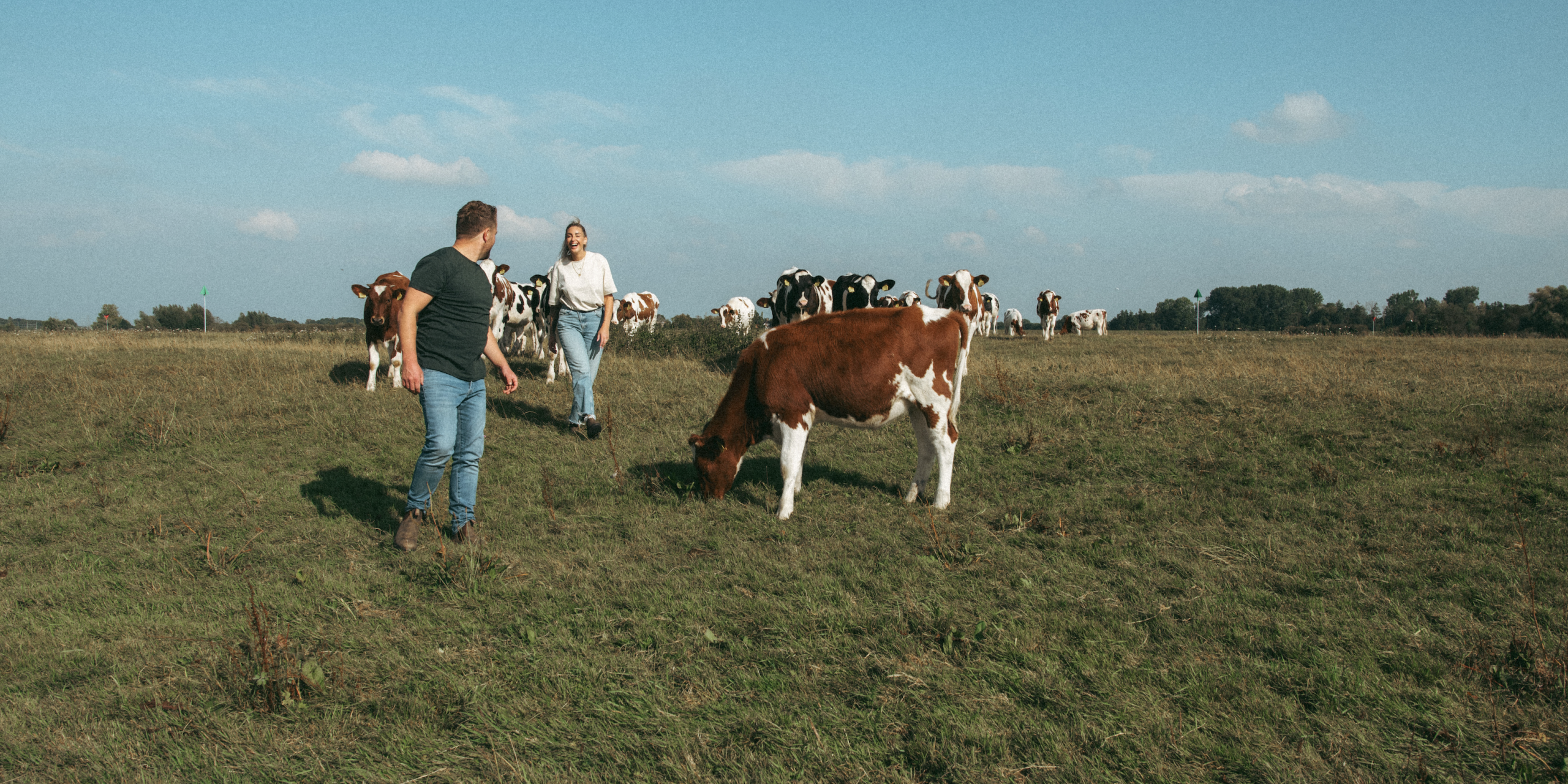 WEIDE, kudde runderen in de natuur, weiderund